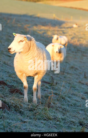 Titley, Herefordshire, UK - January 2017 - Sheep welcome the early morning sunshine after a very cold clear frosty night with local temperatures in rural Herefordshire down to minus 5C ( -5C ). Stock Photo