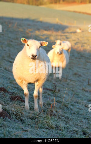 Titley, Herefordshire, UK - January 2017 - Sheep welcome the early morning sunshine after a very cold clear frosty night with local temperatures in rural Herefordshire down to minus 5C ( -5C ). Stock Photo