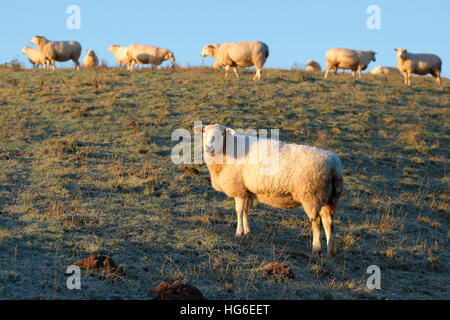 Titley, Herefordshire, UK - January 2017 - Sheep welcome the early morning sunshine after a very cold clear frosty night with local temperatures in rural Herefordshire down to minus 5C ( -5C ). Stock Photo