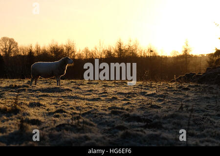 Titley, Herefordshire, UK - January 2017 - Sheep welcome the early morning sunshine after a very cold clear frosty night with local temperatures in rural Herefordshire down to minus 5C ( -5C ). Stock Photo