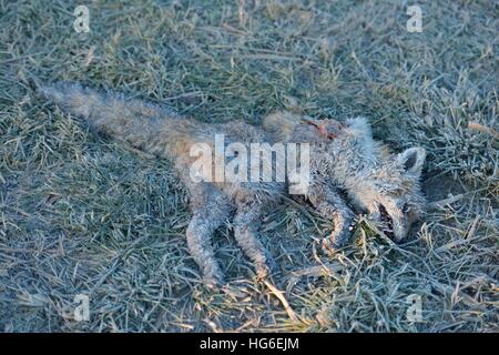 Dead fox frozen and covered in frost Stock Photo