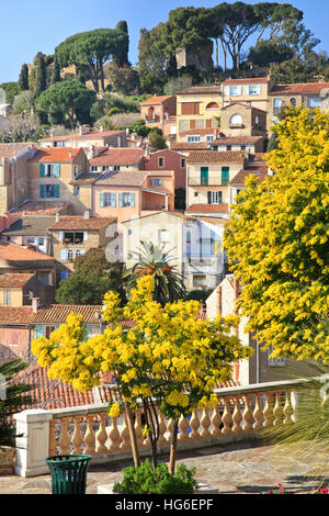 France, Bormes-les-Mimosas, the village in february during flowering of wattles (mimosa) Stock Photo