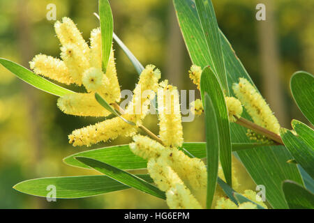 Acacia longifolia = Acacia trinervis, Aroma Doble, Golden Wattle, Sallow Wattle or Sydney Golden Wattle Stock Photo