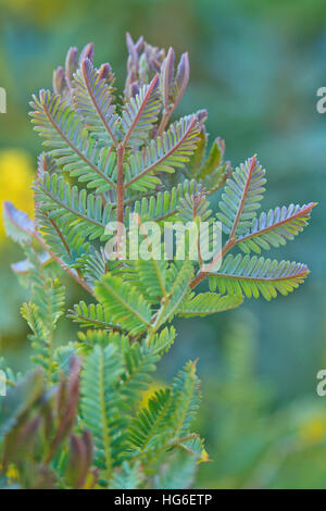 Cootamundra Wattle, Acacia baileyana 'Purpurea', leaves (phyllodes) Stock Photo