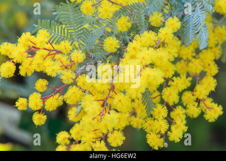 Cootamundra Wattle, Acacia baileyana 'Purpurea' Stock Photo