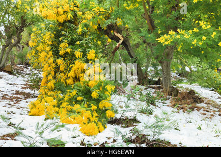 Silver Wattle in flowering in February and after snowfall, Tanneron mountains, France Stock Photo