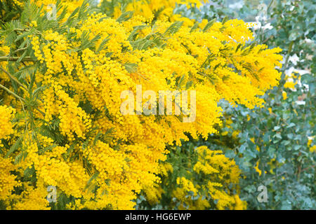 Silver Wattle in flowering in February and after snowfall, Tanneron mountains, France Stock Photo