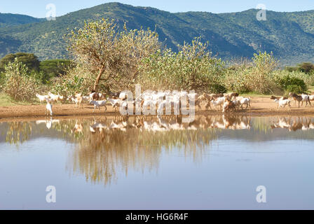 Maasai livestock arriving at a watering hole Stock Photo
