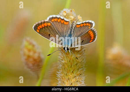 aricia agestis butterfly, Brown Argus Stock Photo