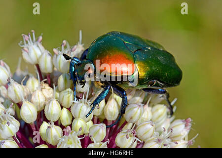 Protaetia cuprea, Colorful Beetle, Israel Stock Photo