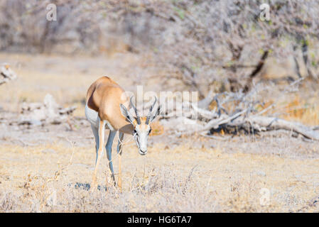 Springbok grazing in the bush. Wildlife Safari in the Etosha National Park, famous travel destination in Namibia, Africa. Stock Photo