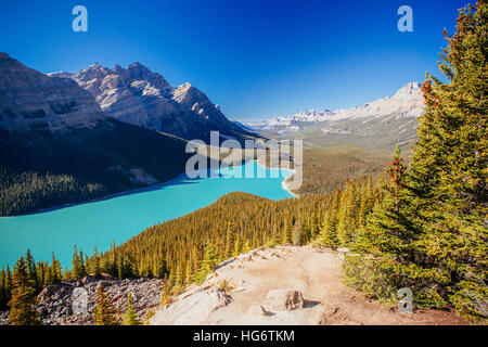 Peyto Lake is a glacier-fed lake located in Banff National Park in the Canadian Rockies. The lake itself is easily accessed from the Icefields Parkway Stock Photo
