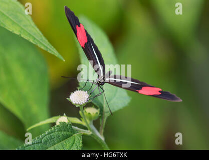 Red postman butterfly (Heliconius erato) feeding on a flower, Belize, Central America Stock Photo