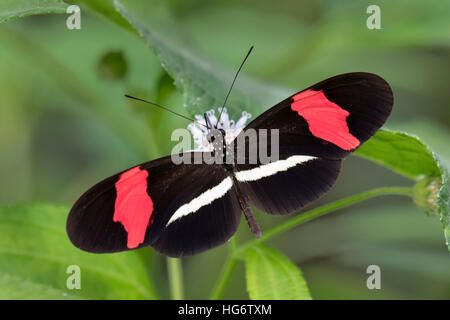Red postman butterfly (Heliconius erato) feeding on a flower, Belize, Central America Stock Photo