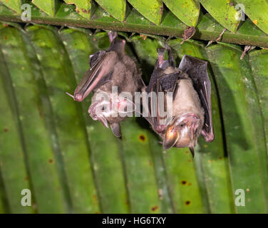 Pygmy fruit-eating bats (Dermanura or Artibeus phaeotis) roosting under palm leaf in rainforest, Belize, Central America Stock Photo