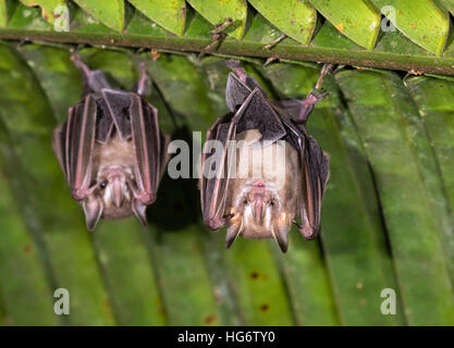 Pygmy fruit-eating bats (Dermanura or Artibeus phaeotis) roosting under palm leaf in rainforest, Belize, Central America Stock Photo