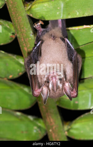 Pygmy fruit-eating bat (Dermanura or Artibeus phaeotis) roosting under palm leaf in rainforest, Belize, Central America Stock Photo