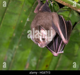 Pygmy fruit-eating bat (Dermanura or Artibeus phaeotis) roosting under palm leaf in rainforest, Belize, Central America Stock Photo