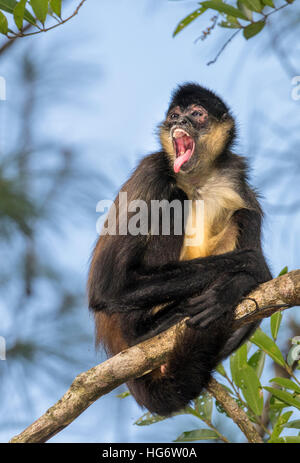 Yucatan Geoffroy's spider monkey (Ateles geoffroyi) calling on the tree top in rainforest, Belize, Central America Stock Photo