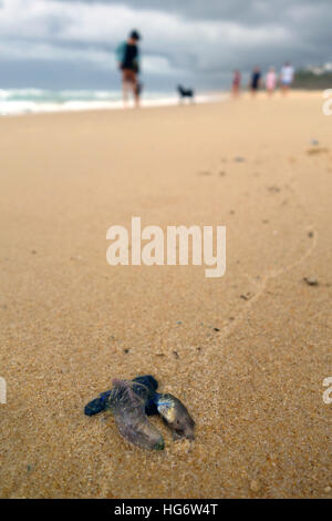 Physalia jellyfish (with captured prey fish) washed up on beach with family in background, Sunshine Beach, Sunshine Coast, Queensland, Australia. Stock Photo