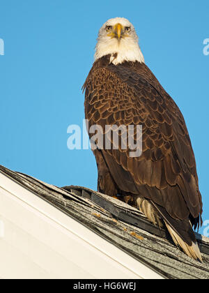 Bald Eagle Stock Photo