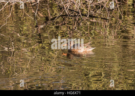 A female Shoveler duck swimming Stock Photo