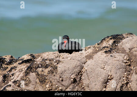 The Variable Oystercatcher Haematopus unicolor is endemic to New Zealand living on rocky and sandy coasts. Stock Photo