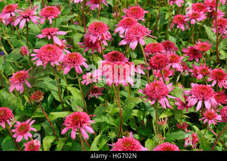 Echinacea purpurea 'Pink Double Delight' Stock Photo