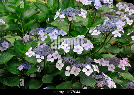 Hydrangea macrophylla 'Aduarda'  or Hydrangea macrophylla 'Mariesii Perfecta' Stock Photo