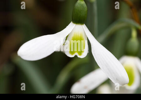 Single January flower of the giant snowdrop, Galanthus elwesii 'Hugget's Round' Stock Photo