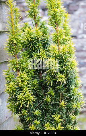Golden foliaged form of the upright, evergreen Irish yew, Taxus baccata 'Standishii' Stock Photo