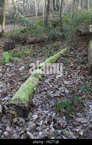 Fallen logs in a forest, surrounded by dead leaves with green moss growing on them. Stock Photo