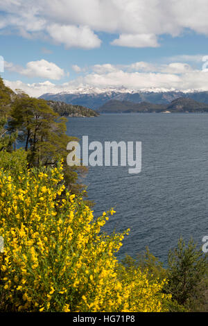 Yellow Broom on Lake Nahuel Huapi, near Bariloche, 7 Lakes Drive, Nahuel Huapi National Park, The Lake District, Argentina