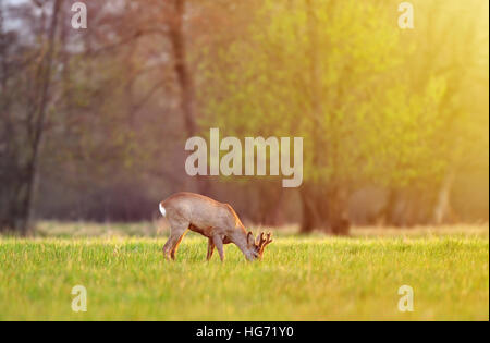 Roe deer, grazing in a field and lit by warm sunlight Stock Photo