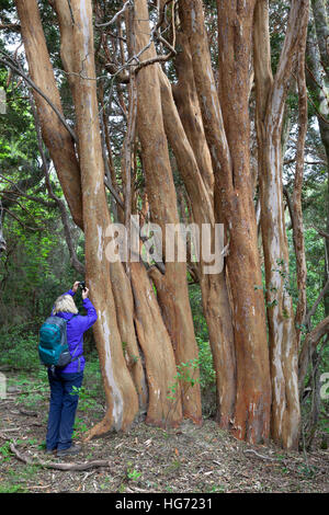 Arrayan trees in Parque Nacional Los Arrayanes, Villa La Angostura, Nahuel Huapi National Park, The Lake District, Argentina Stock Photo