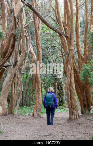 Arrayan trees in Parque Nacional Los Arrayanes, Villa La Angostura, Nahuel Huapi National Park, The Lake District, Argentina Stock Photo