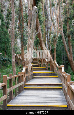 Arrayan trees in Parque Nacional Los Arrayanes, Villa La Angostura, Nahuel Huapi National Park, The Lake District, Argentina Stock Photo