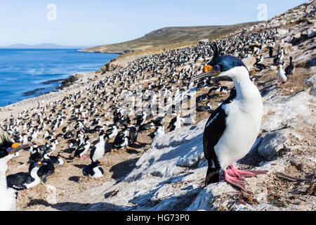 Imperial cormorant and colony on Carcass Island in the Falklands Stock Photo