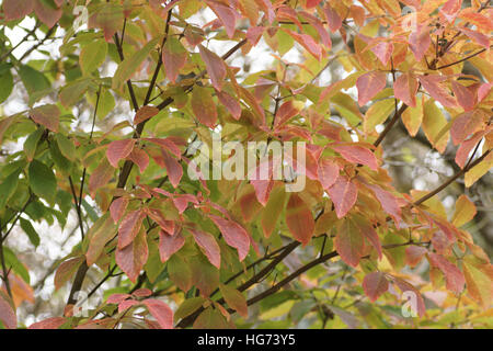 Acer nikoense Stock Photo