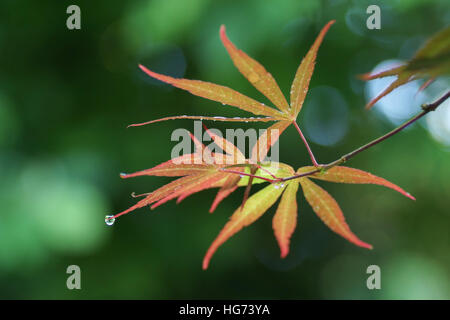 Acer palmatum 'Beni-otake' Stock Photo