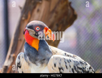 King Vulture, a very highly colored bird. Stock Photo