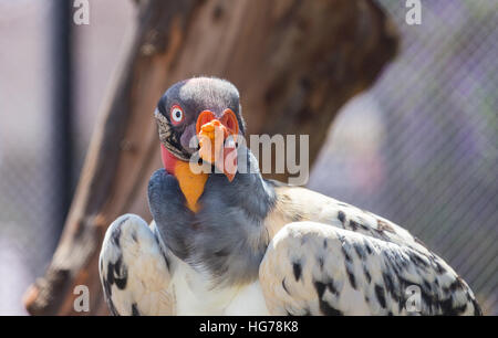 King Vulture, a very highly colored bird. Stock Photo