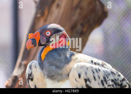 King Vulture, a very highly colored bird. Stock Photo