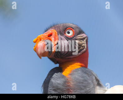 King Vulture, a very highly colored bird. Stock Photo