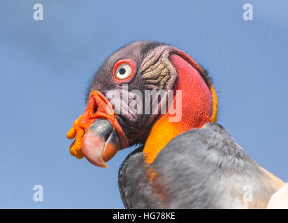 King Vulture, a very highly colored bird. Stock Photo