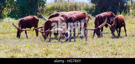 Texas Longhorn in a field in Mexico. Stock Photo