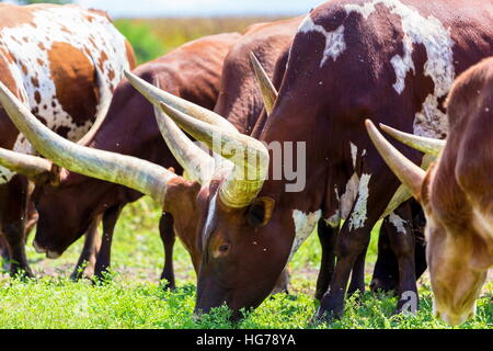 Texas Longhorn in a field in Mexico. Stock Photo