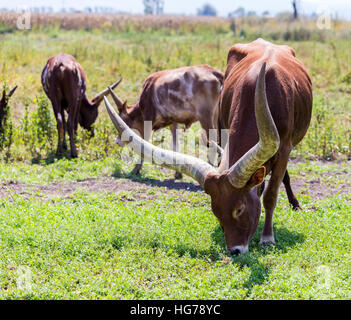 Texas Longhorn in a field in Mexico. Stock Photo