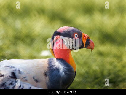 King Vulture, a very highly colored bird. Stock Photo