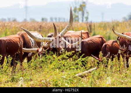 Texas Longhorn in a field in Mexico. Stock Photo